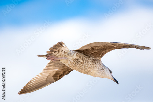 Gaivota em voo © Luis