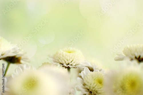 Chrysanthemums in delicate green tones. Macro. Chrysanthemum flowers on a blurred background with highlights. Flowers design for spring and summer.