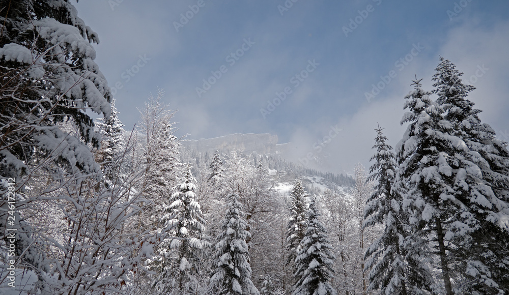 Snow covered winter trees in the foreground frame a perfect winter scene as a snowy alpine mountain top peaks through the clouds and mist in the background.