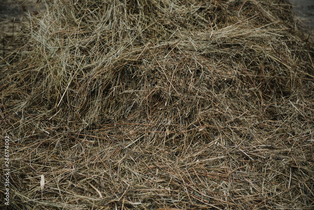 hay is lying on the ground hay is lying on the ground