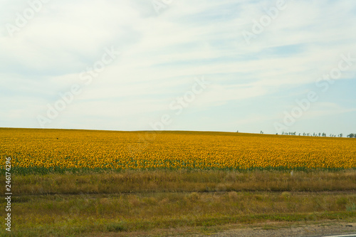  sunflower field