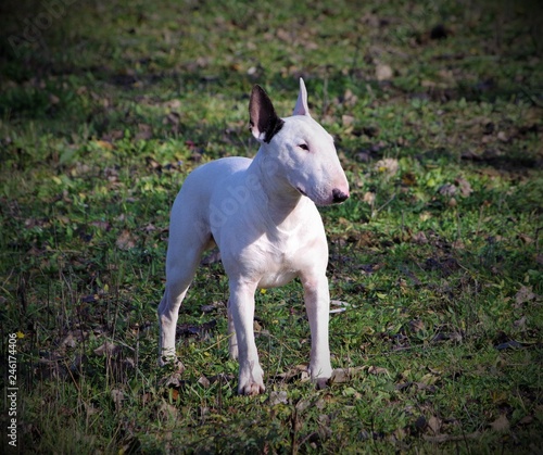 staffie bull terrier