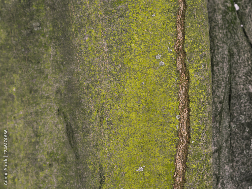 Obraz premium Bark of tne tree