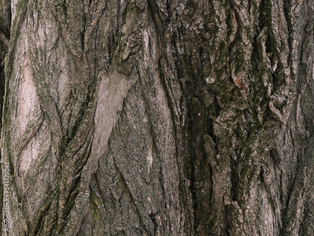 Fototapeta premium Bark of tne tree