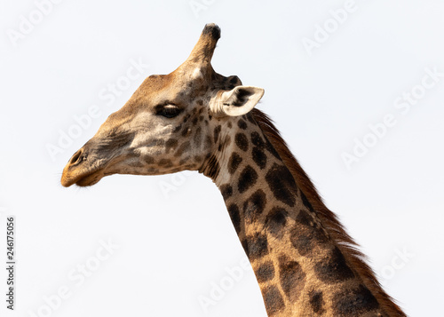 portrait of a giraffe isolated on white background