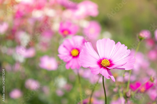 Beautiful cosmos flowers blooming in garden