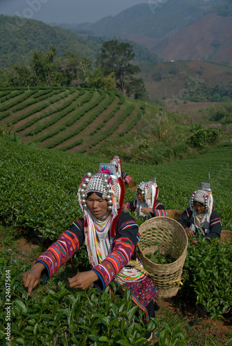 Fotografie Akha Tea Pickers