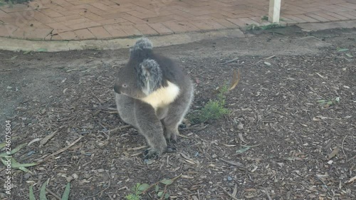 Koala bear sits then walks away photo