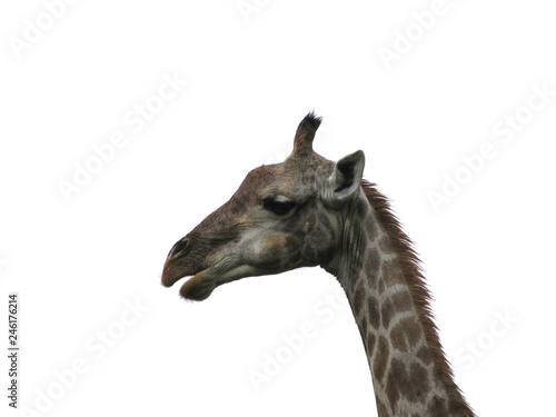 Giraffe Head on white background