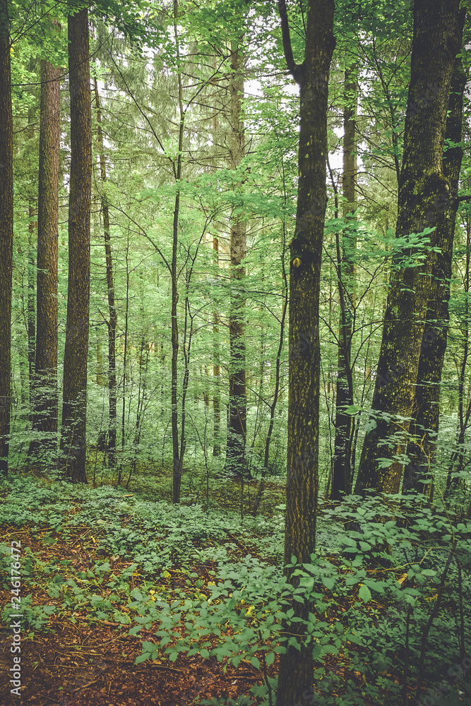 Forest trees. nature green wood background Forest trees. nature green wood background