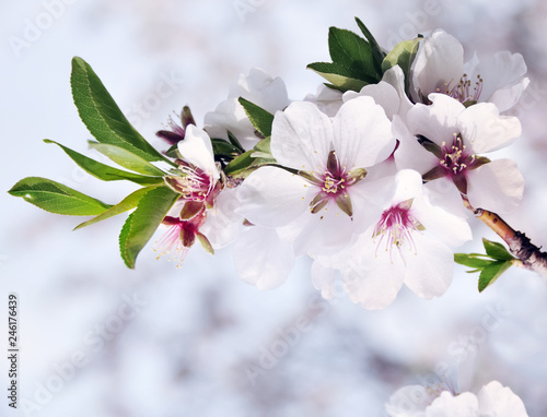 Beautiful tender flowers of almond tree in spring.
