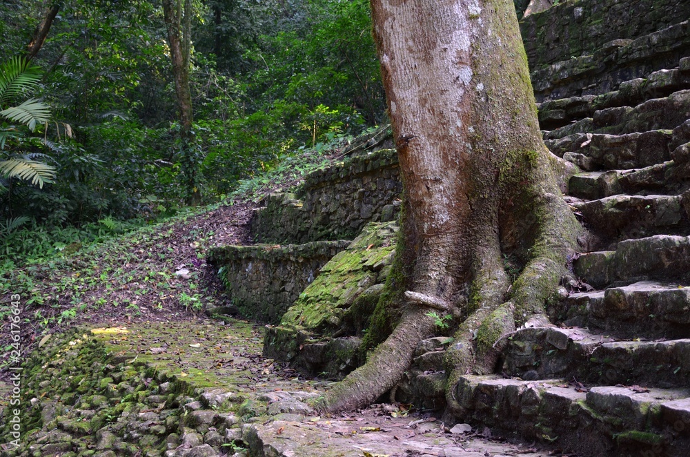 Fototapeta premium Palenque, a Maya Ancient City In Southern Mexico