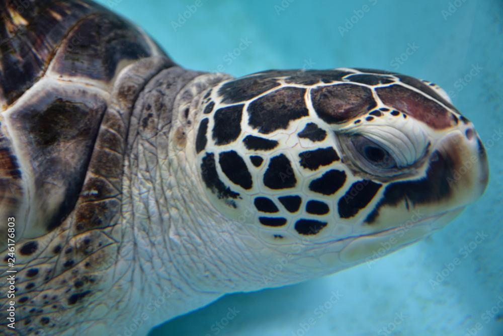 Fototapeta premium ウミガメのアップ
