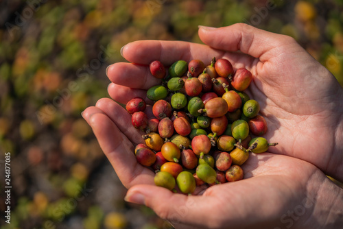 Fresh colorful coffee beans in hand close up view