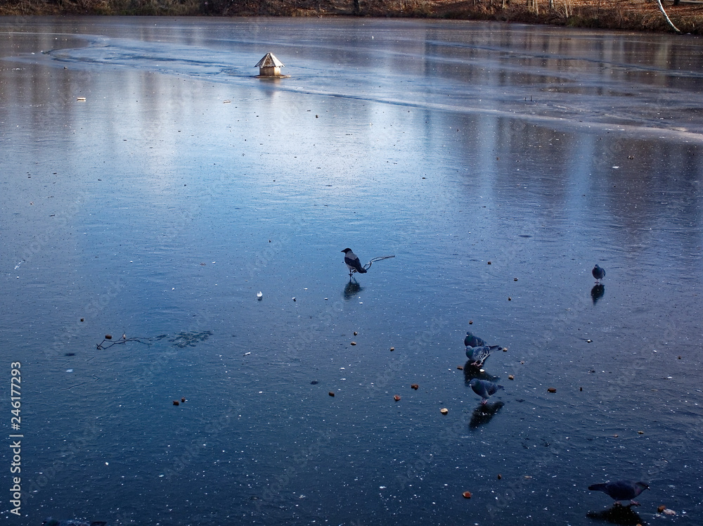 pigeons and crow on the first ice on the pond