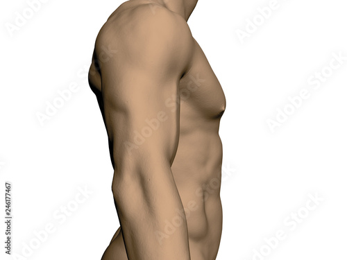 Nude male torso