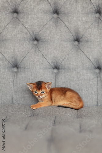 Ginger abyssinian kitten on a gray quilted sofa © finix_observer