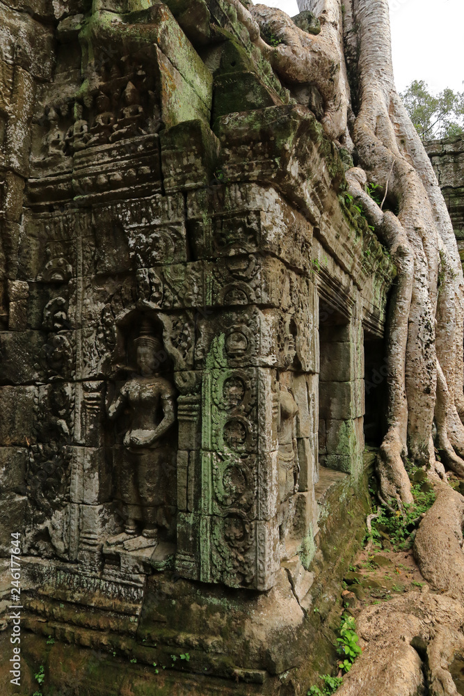 Spung on a temple in Ta Prohm, Angkor, Cambodia