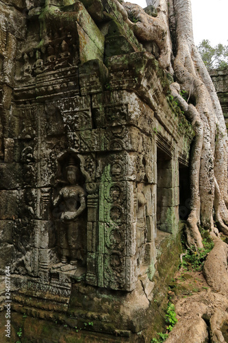 Spung on a temple in Ta Prohm, Angkor, Cambodia © bayazed