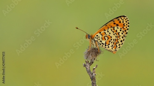 Melitaea trivia 569