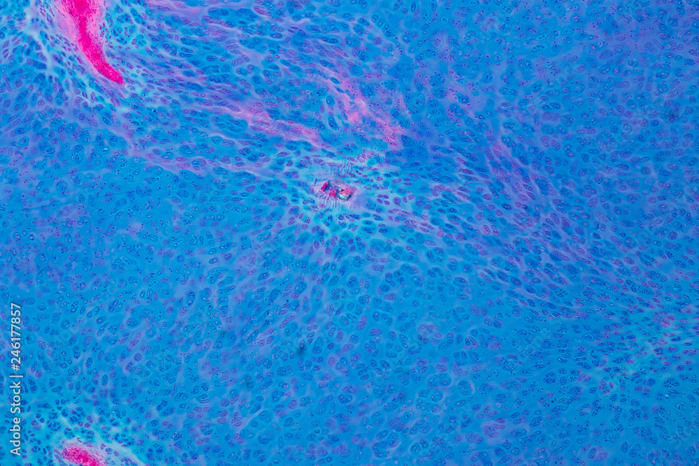 Naklejka premium Concept of Education anatomy and physiology of Hyaline cartilage under the microscopic in laboratory.
