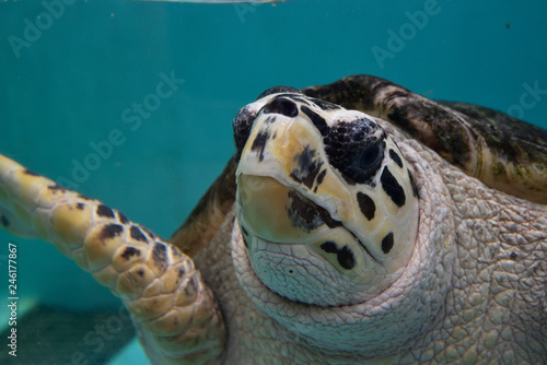 Foto ウミガメのアップ