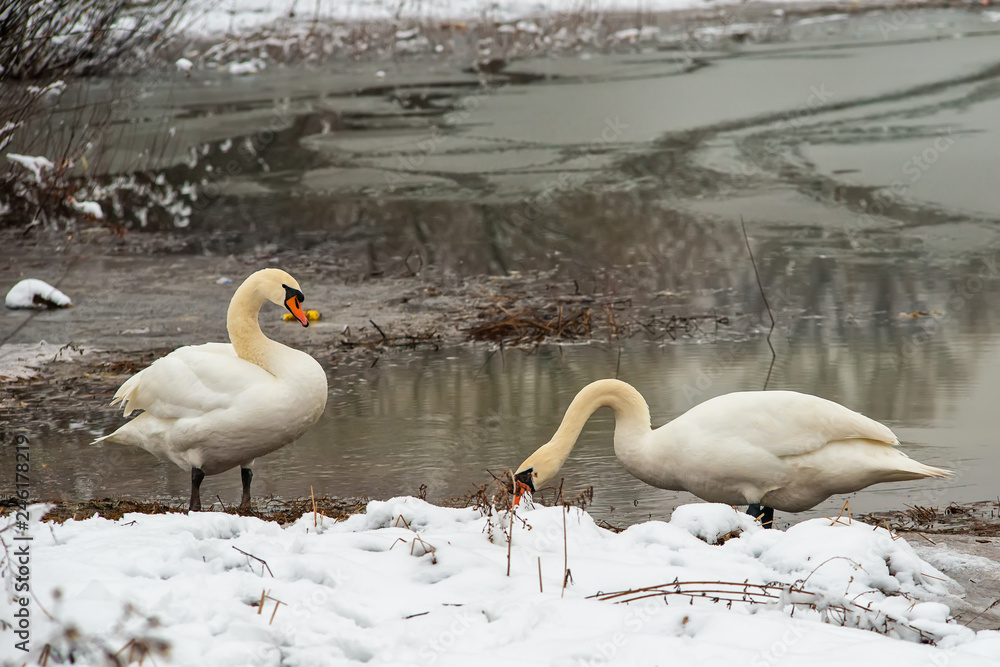 Naklejka premium Two whooper swans at the lake in winter