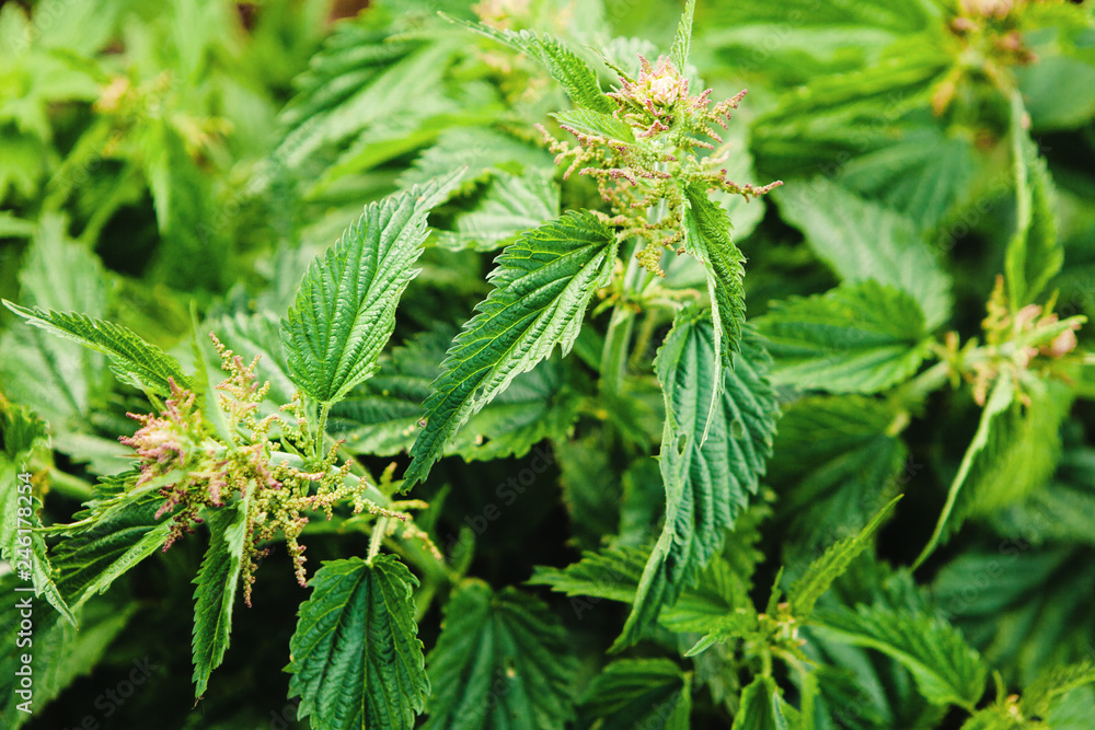 Close-up image, lush green nettles. Useful properties of weed. Close-up image, lush green nettles. Useful properties of weed.