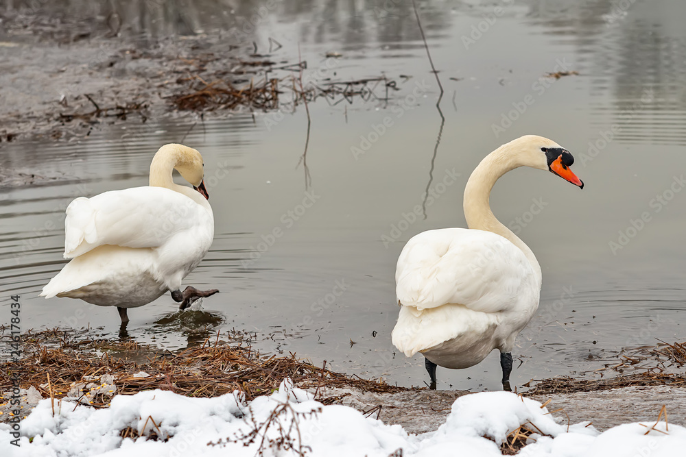 Naklejka premium Dwa łabędzie krzykliwe nad jeziorem zimą