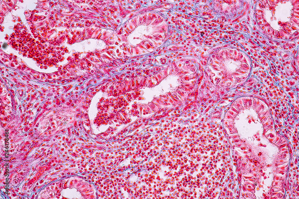 Concept of Education anatomy and physiology of mammary gland is an exocrine gland in mammals under the microscopic in laboratory.