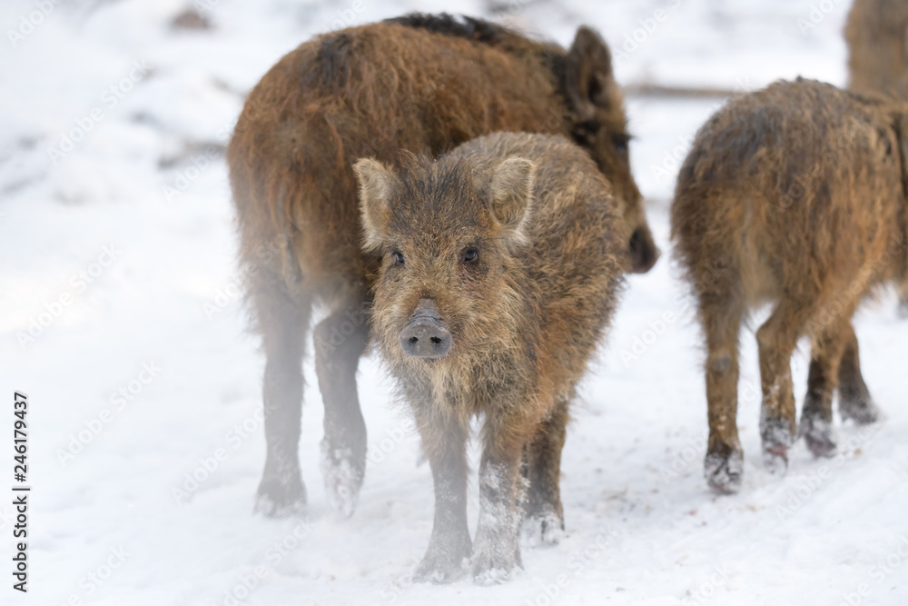 Young wild boar in winter forest Young wild boar in winter forest