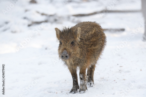 Young wild boar in winter forest © Serhii