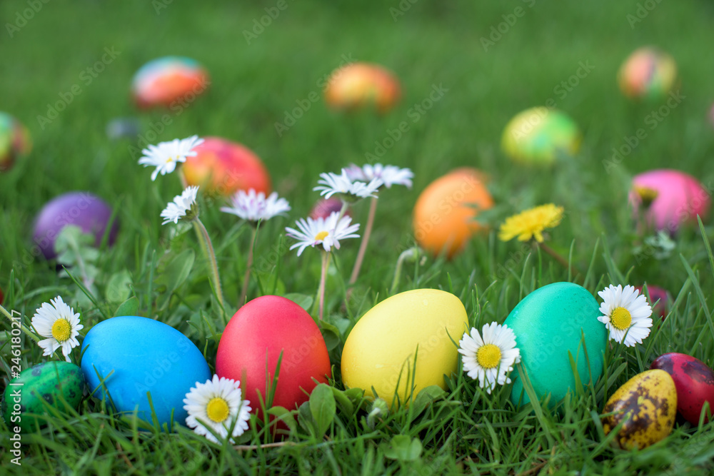 Eight hen colored Lot of colored eggs  in a grass - Easter hunt