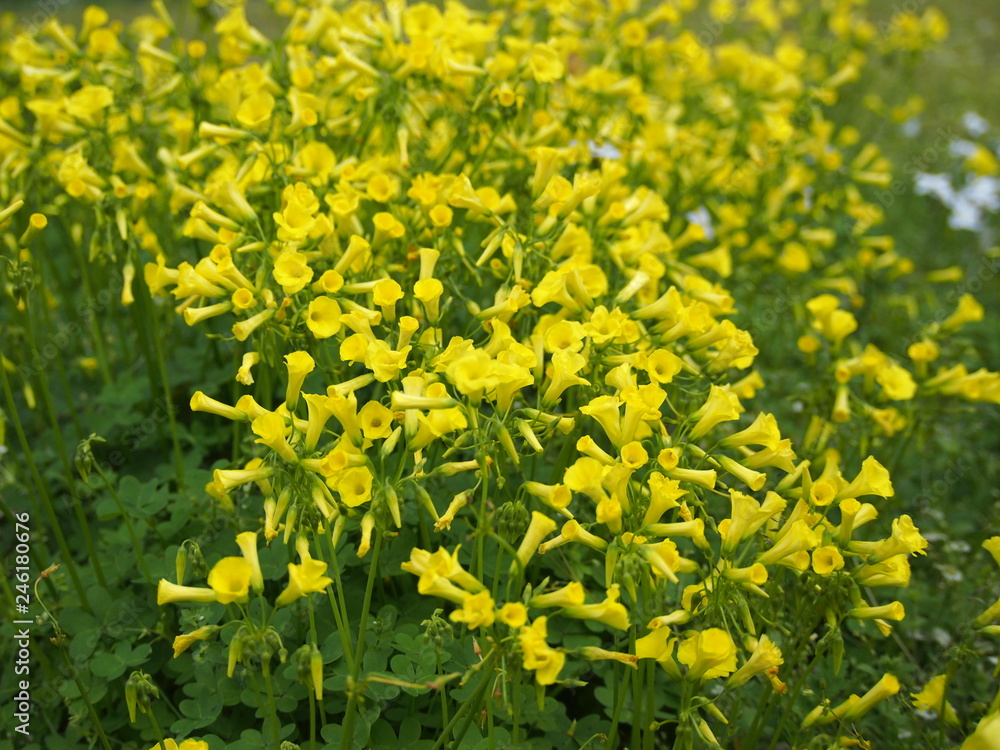 Obraz premium 春の花