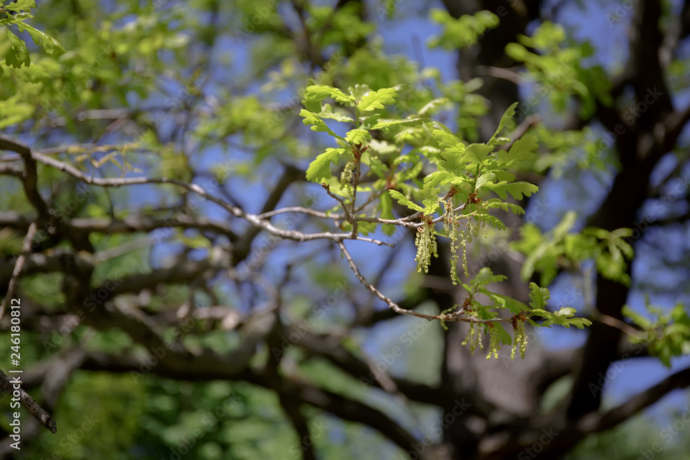 Fototapeta premium oak branch with young green leaves and flowers in spring. oak blossoms