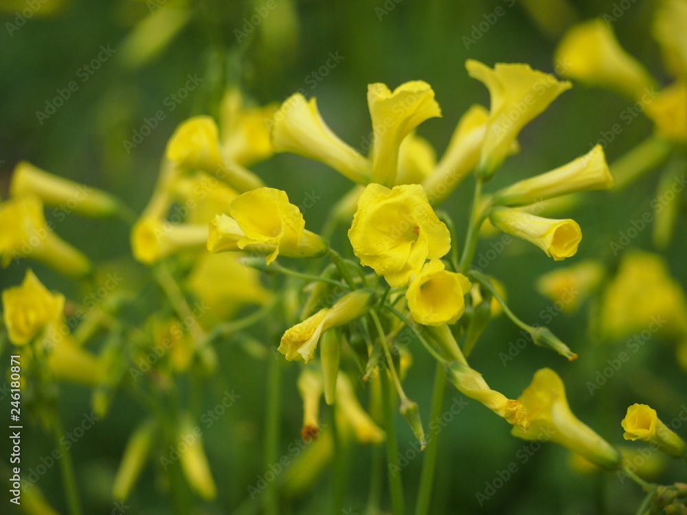 Fototapeta premium 春の花