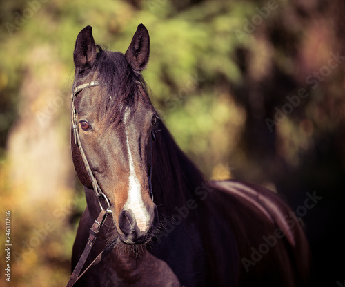 Western pony horse in portraits head eye with western bridle Hackamore..