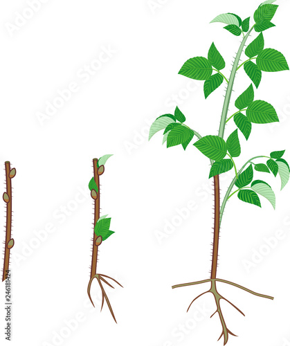 Raspberry vegetative reproduction scheme. Growth stages from propagule (stem cutting) to first year cane (primocane) of raspberry plant
