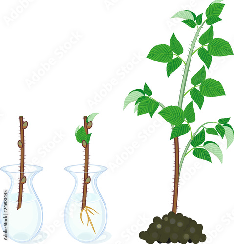 Raspberry vegetative reproduction scheme. Growth stages from propagule (stem cutting) to first year cane (primocane) of raspberry plant