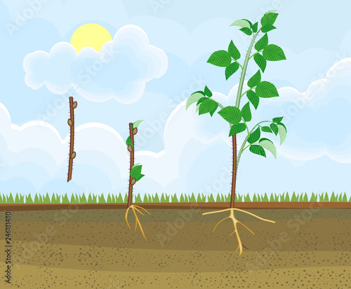 Raspberry vegetative reproduction scheme. Growth stages from propagule (stem cutting) to first year cane (primocane) of raspberry plant