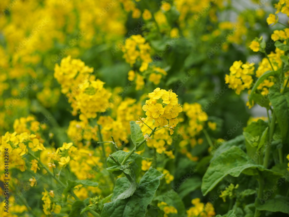 春の花