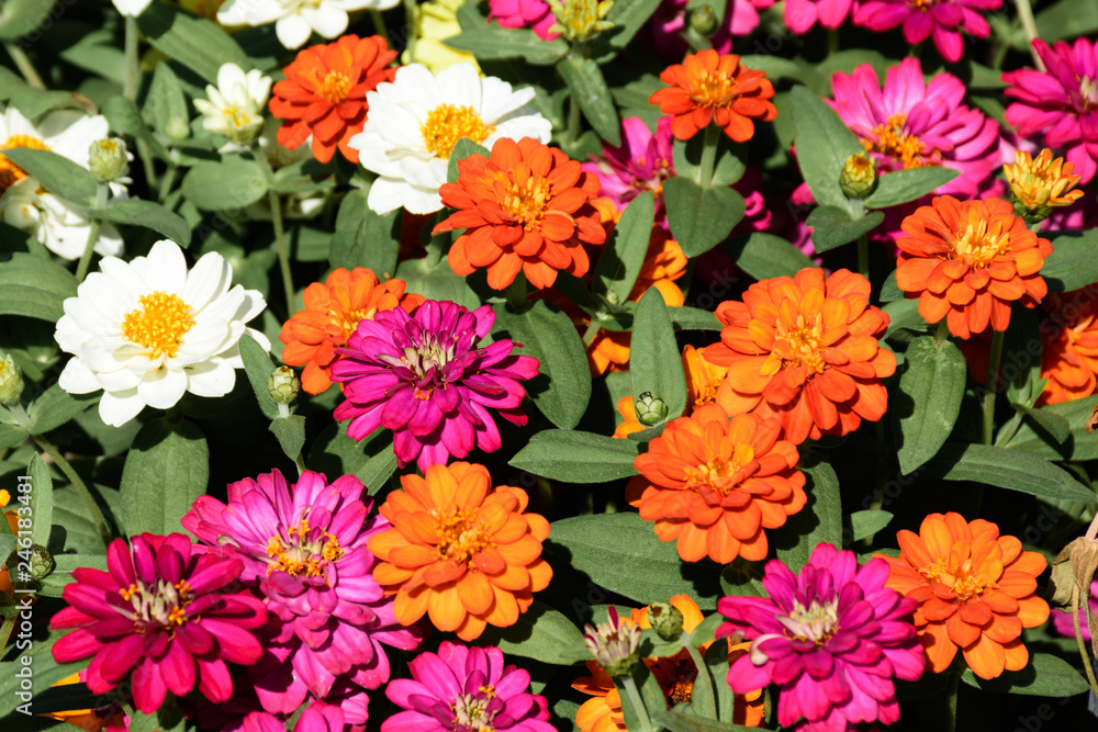 Flower blossom in the garden under bright sunny day. Flower blossom in the garden under bright sunny day.