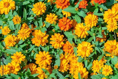 Flower blossom in the garden under bright sunny day.