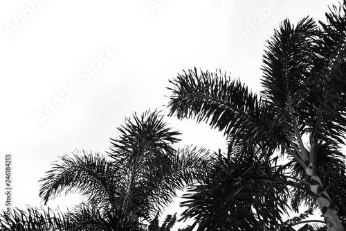 palms leaf on white background