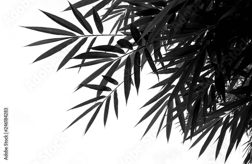 Green bamboo leaves on a white background