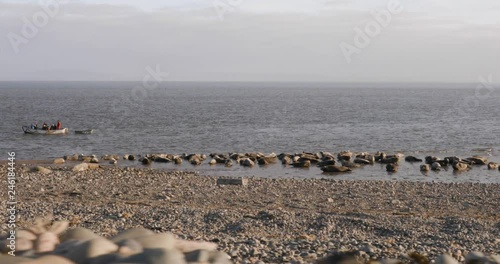 Grey Seals Relaxing on the British Seaside. Walney Island Seal Population relaxing by the waves WIDE. Barrow, UK. 4K