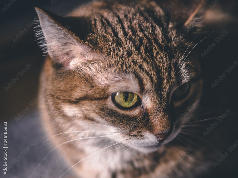 portrait of a cat on black background