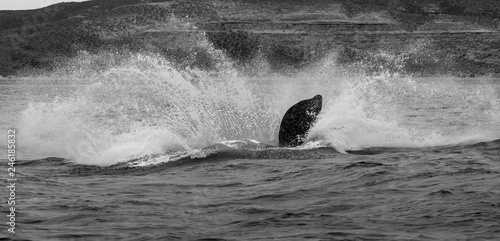 Whale Patagonia Argentina © foto4440