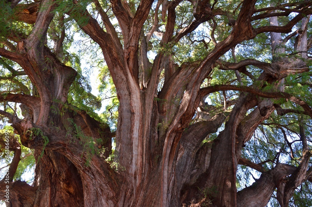 The Tree of Tule. The Widest Tree In Ihe World The Tree of Tule. The Widest Tree In Ihe World