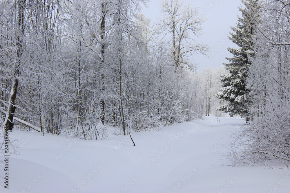 Fototapeta premium Icy winter trees